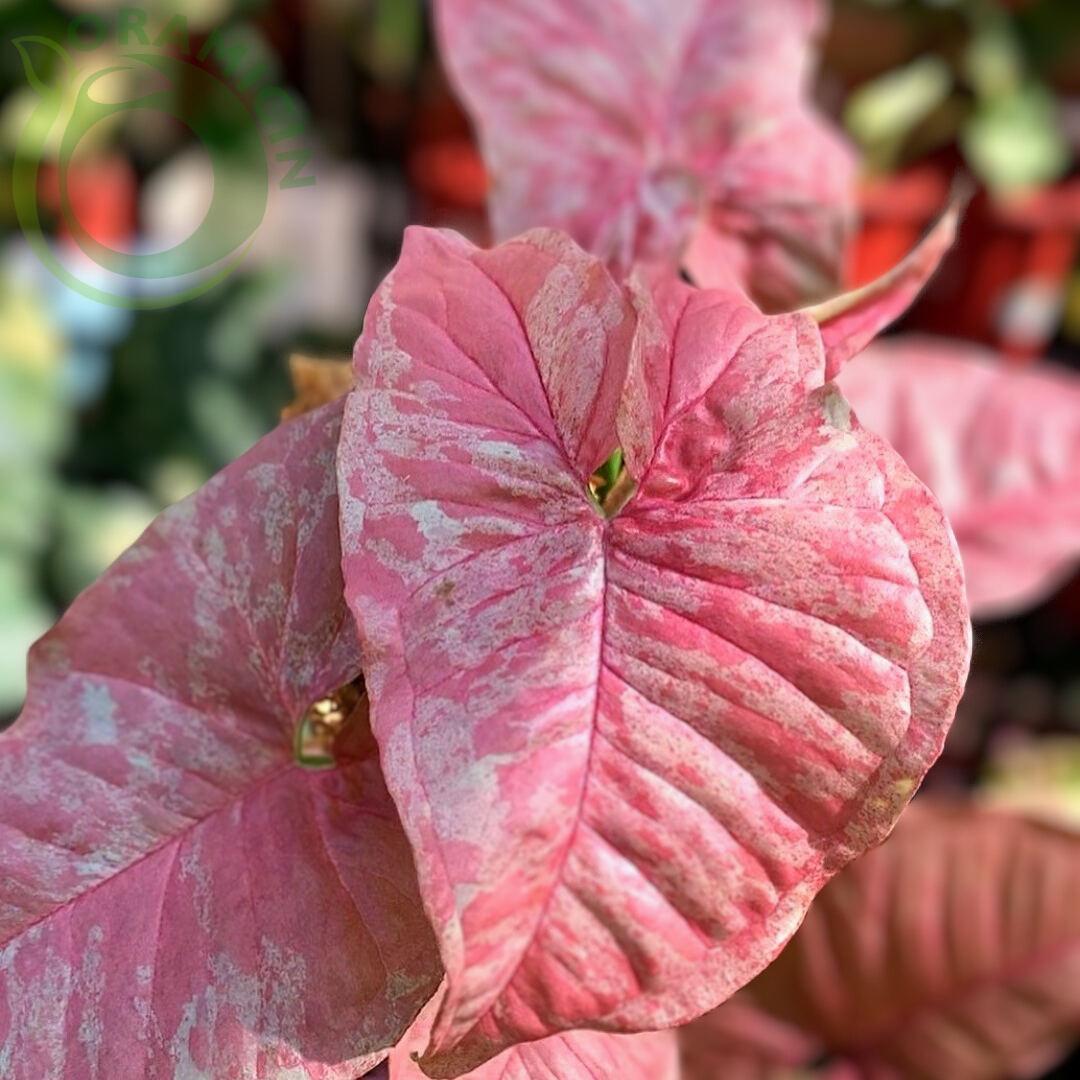 Pink hot Candy Syngonium