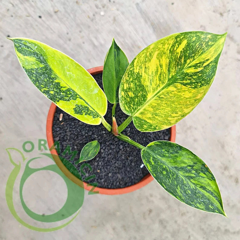 Philodendron Green Congo Marble Variegated Tropical Plants ORAMICIN