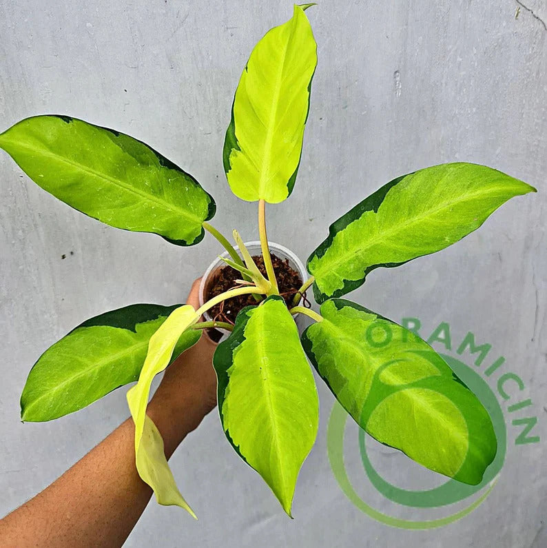 Philodendron Thai Sunrise Variegated offers Aroid House Plant Tropical DHL Express Free Phytosanitary Certificate