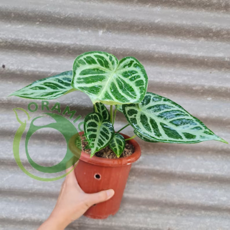 Anthurium Dorayaki Free outlet Phytosanitary + DHL Express