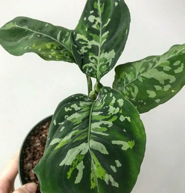 Aglaonema Pictum Tricolor ORAMICIN