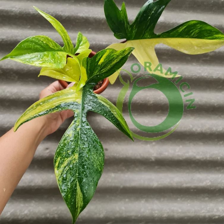 Philodendron Florida Beauty Variegated newest Plant 1 leafs free Phytosanitary Certificate