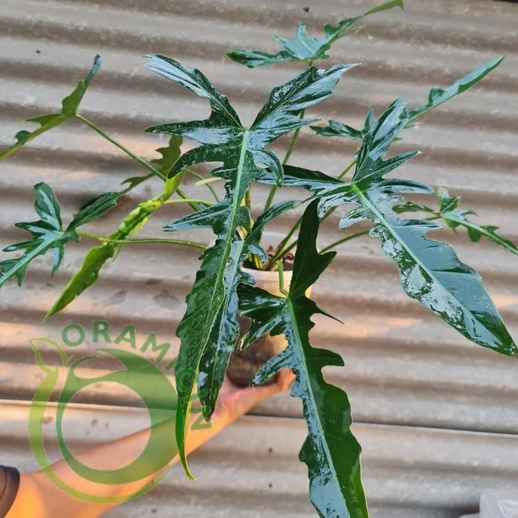 Philodendron Longilobatum Narrow Form 3-5 Leaves outlet House Plant Aroid Tropical Indoor Outdoor DHL Express Free Phytosanitary Certificate