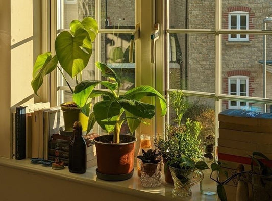 PLANT CARE; How To Best Care For Indoor Plants