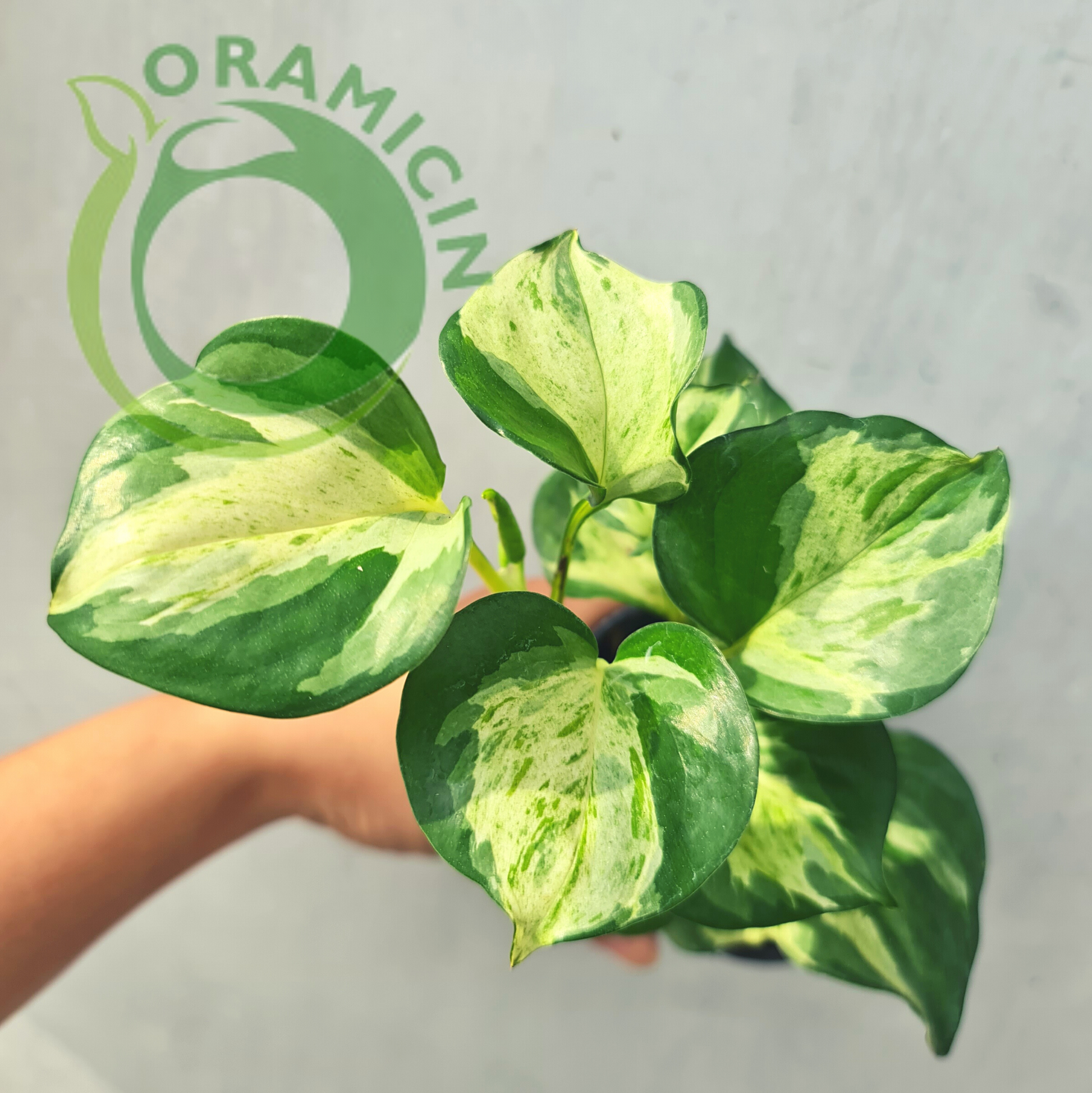 Epipremnum Manjula Pothos