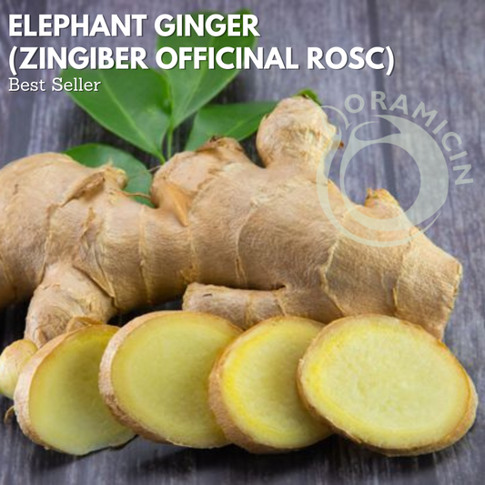 Elephant Ginger - Zingiber officinal Rosc