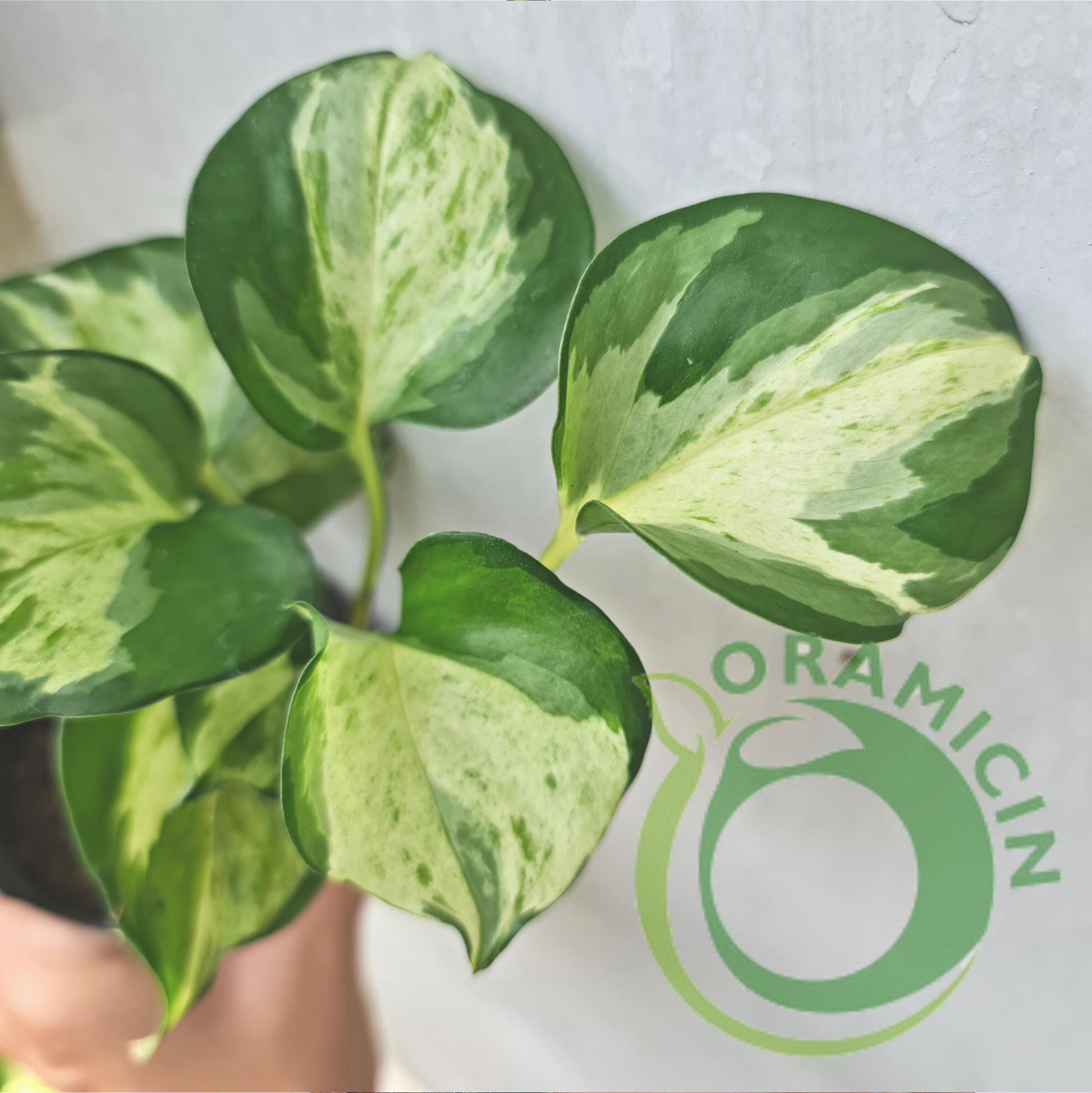 Epipremnum Manjula Pothos