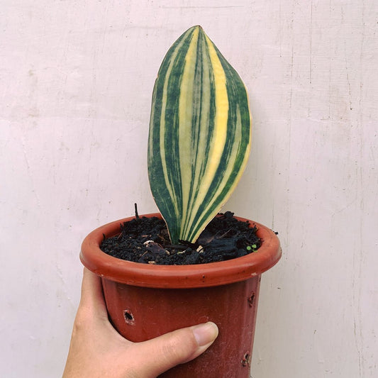 Sansevieria Masoniana