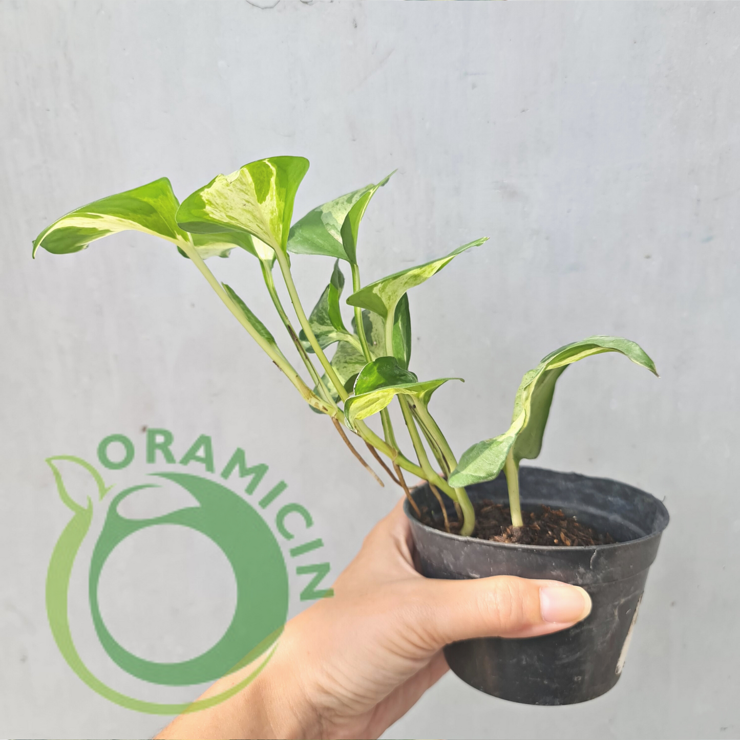 Epipremnum Manjula Pothos