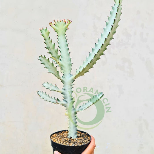 Euphorbia White Ghost Tropical Plants ORAMICIN