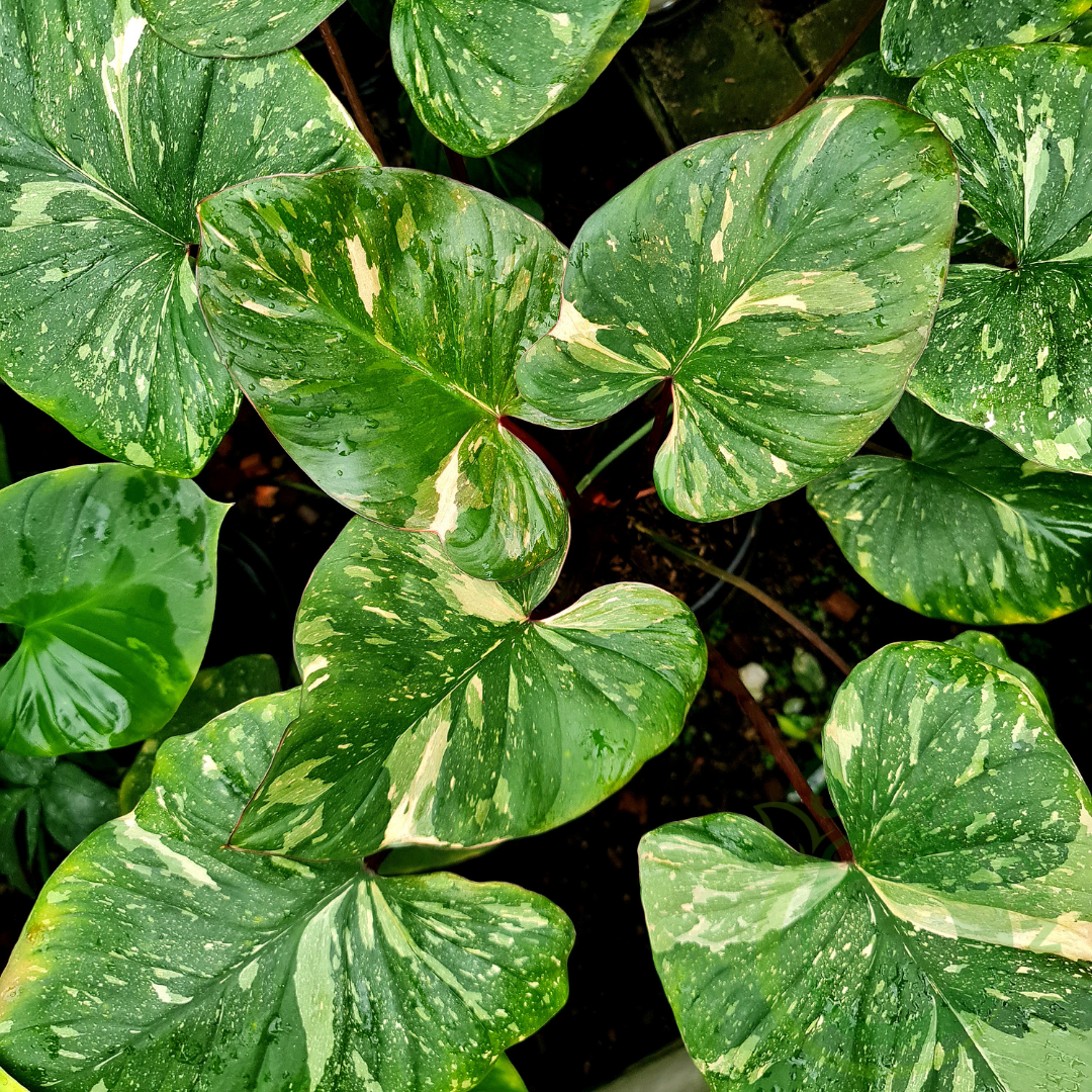 Homalomena Thai Constellation Tropical Plants ORAMICIN