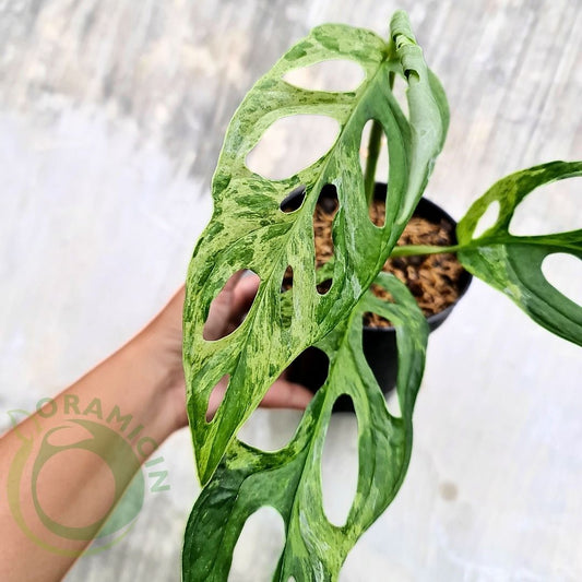 Monstera Adansonii Mint Variegated ORAMICIN