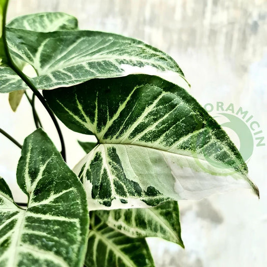 Syngonium T25 Tropical Plants ORAMICIN