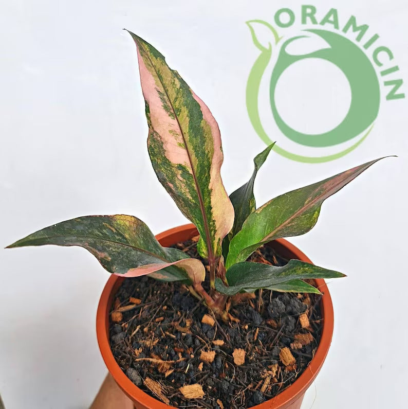 Anthurium Hookeri Pink Variegated Small ORAMICIN