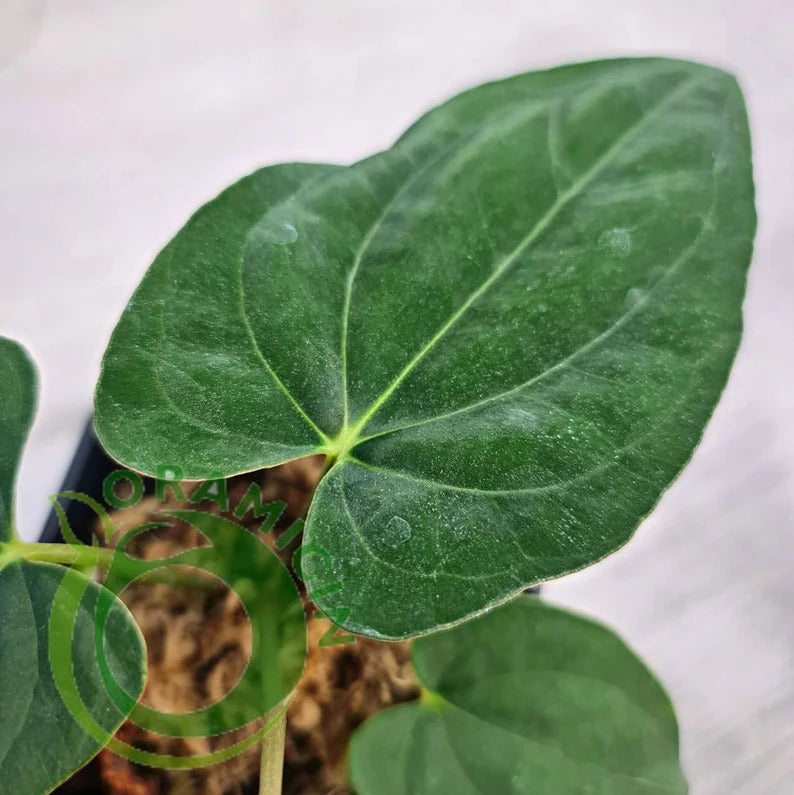 Anthurium Eterna (Long Papillilaminum X Dark Phoenix) Small ORAMICIN