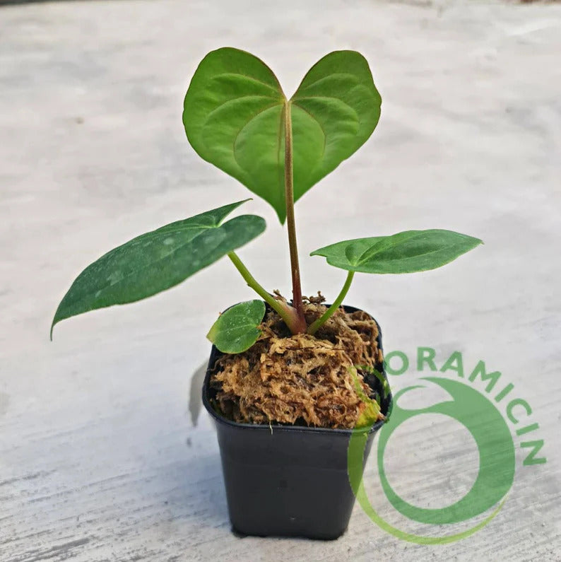 Anthurium Eterna (Long Papillilaminum X Dark Phoenix) Small ORAMICIN