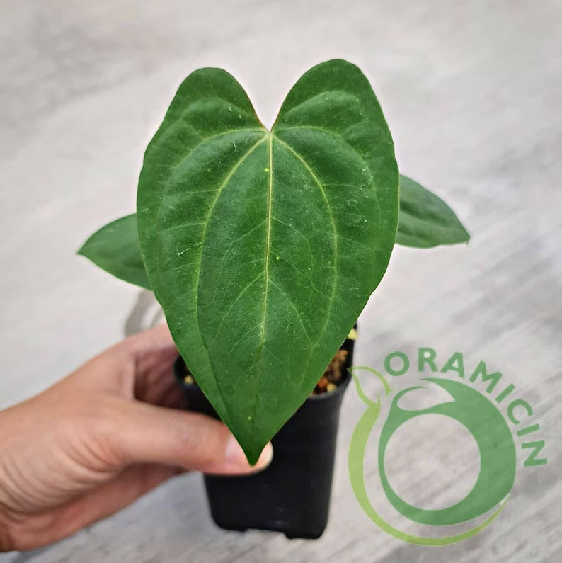 Anthurium Eterna (Long Papillilaminum X Dark Phoenix) Small ORAMICIN