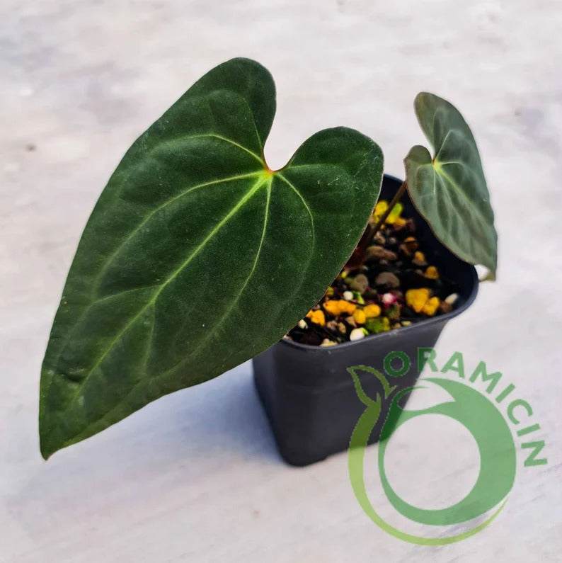 Anthurium X-One (Papillilaminum Hybrid) Small ORAMICIN