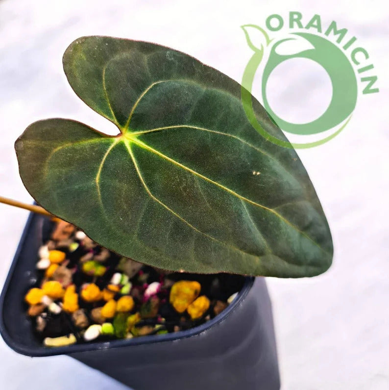 Anthurium X-One (Papillilaminum Hybrid) Small ORAMICIN