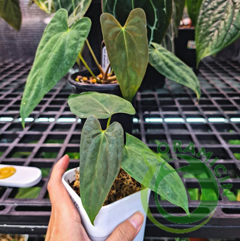 Anthurium Papillilaminum Fortsherman Small ORAMICIN