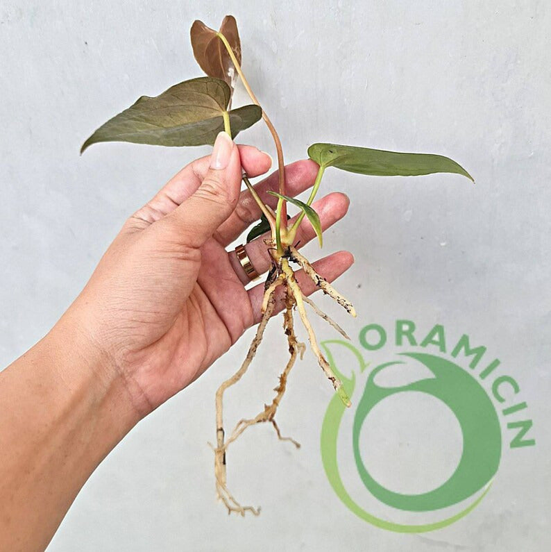 Anthurium Papillilaminum Fortsherman Small ORAMICIN