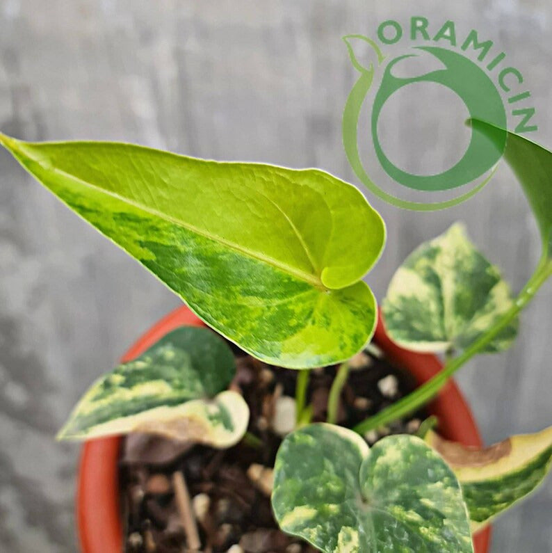 Anthurium Brownii Variegated Small ORAMICIN