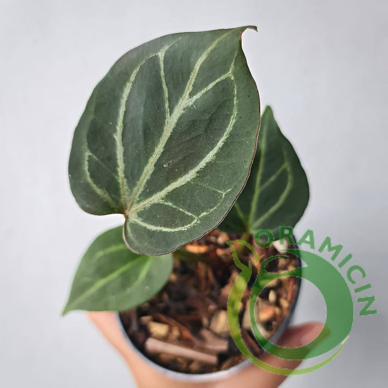 Anthurium King Of Spades Small ORAMICIN