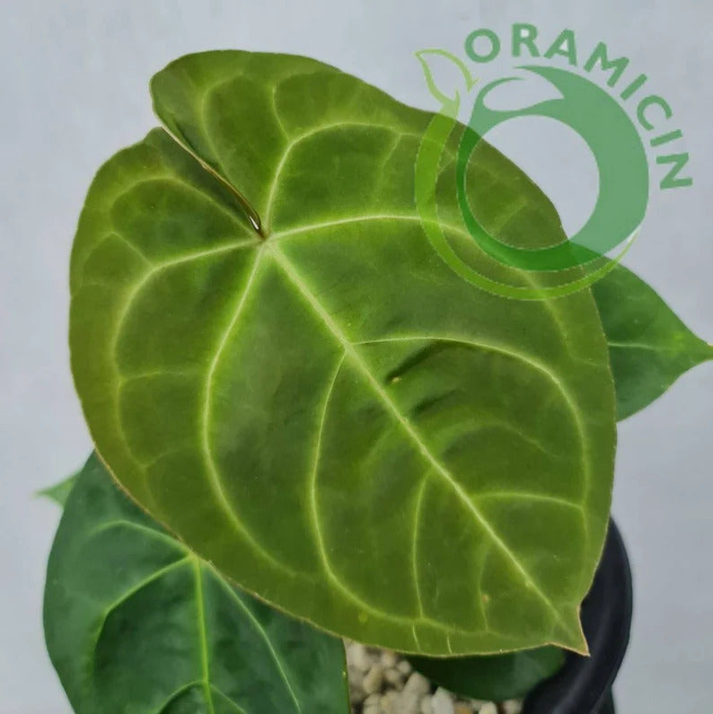 Anthurium Dessleri ORAMICIN