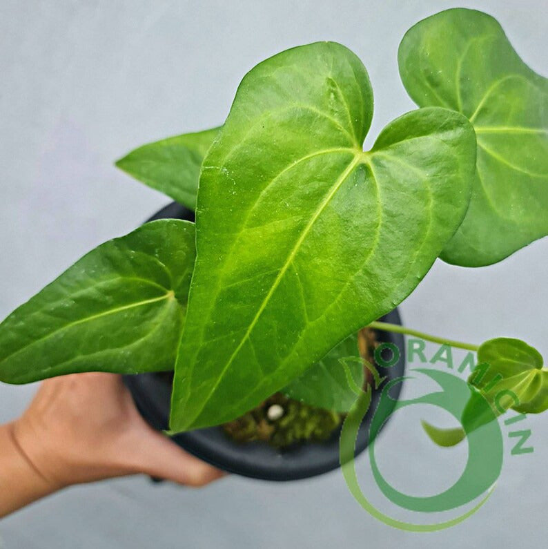 Anthurium Pedatoradiatum X Clarinervium Small ORAMICIN