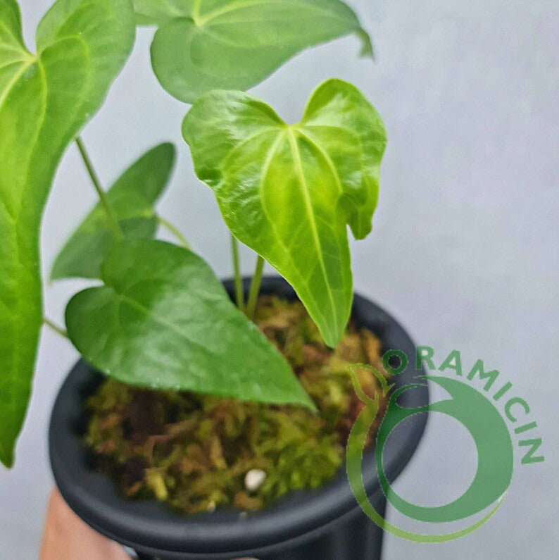 Anthurium Pedatoradiatum X Clarinervium Small ORAMICIN