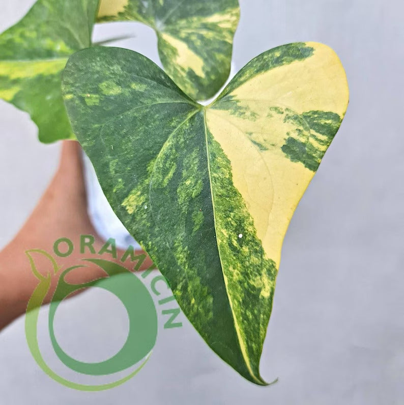 Anthurium Pterodactyl Variegated Tropical Plants ORAMICIN