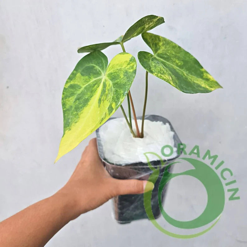 Anthurium Clarinervium Variegated Tropical Plants ORAMICIN