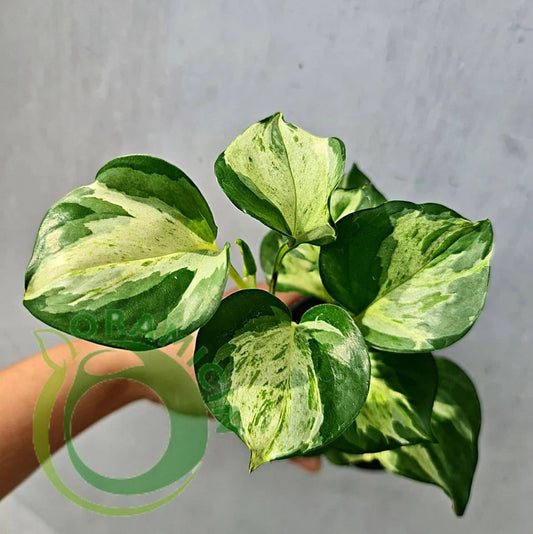 Epipremnum Manjula Pothos Variegated Small ORAMICIN