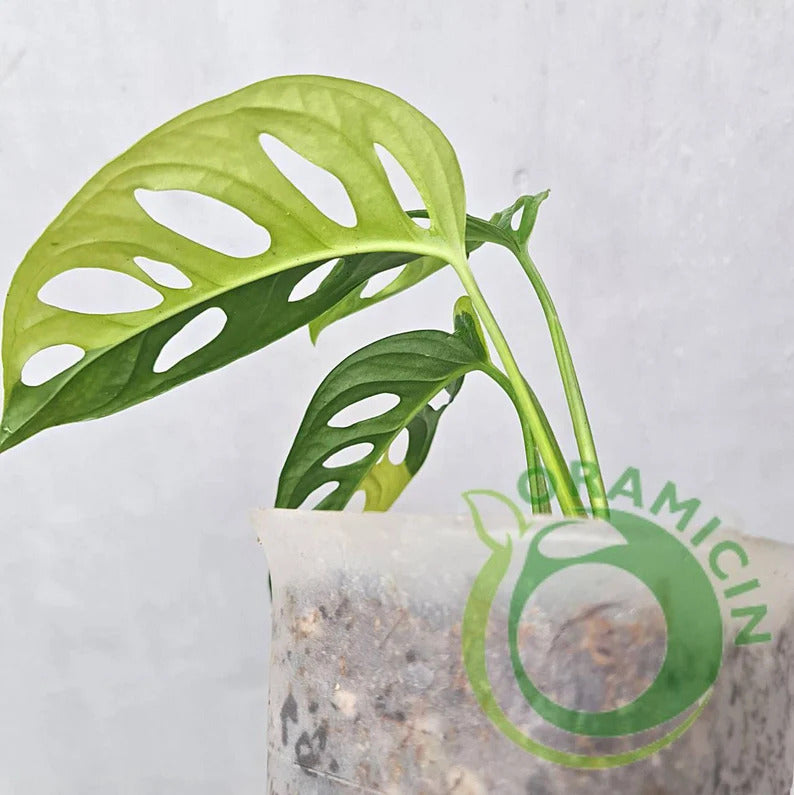 Monstera Adansonii Yellow Variegated ORAMICIN