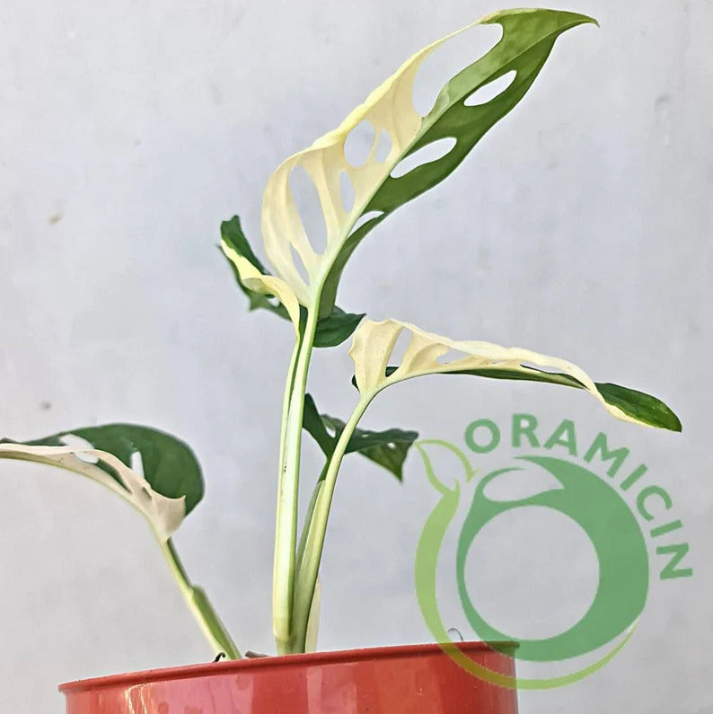 Monstera Adansonii Albo Japan Variegated ORAMICIN