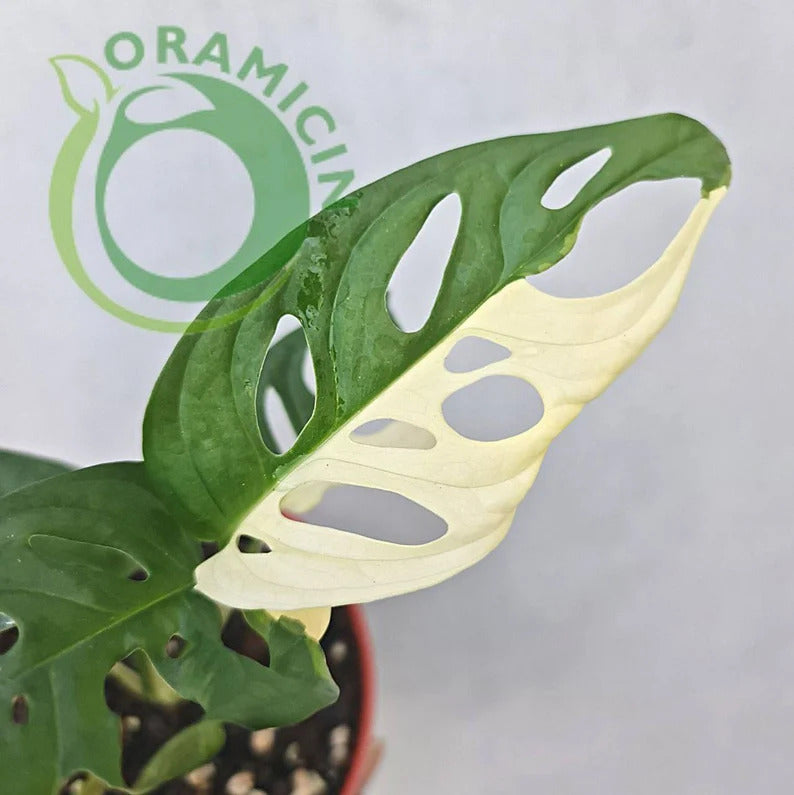 Monstera Adansonii Albo Japan Variegated ORAMICIN