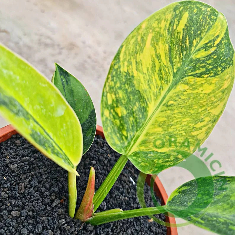 Philodendron Green Congo Marble Variegated Tropical Plants ORAMICIN