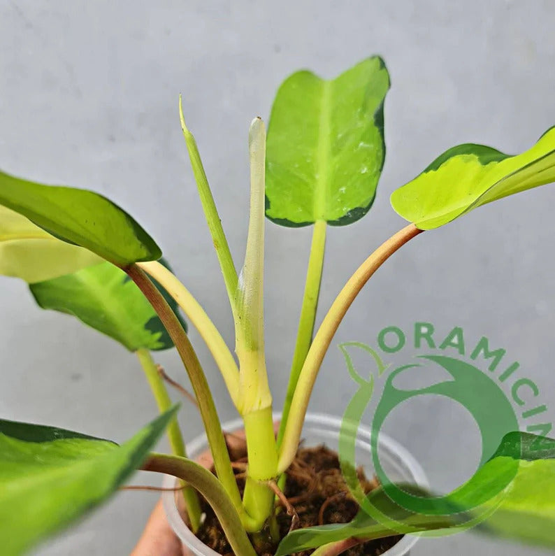 Philodendron Thai Sunrise Tropical Plants ORAMICIN