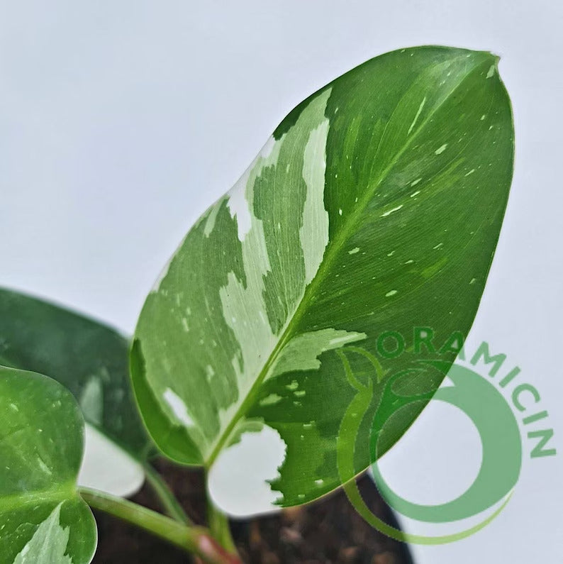 Philodendron White Princess Tropical Plants ORAMICIN