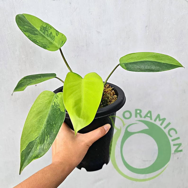 Philodendron Avocado Shake Variegated RARE Tropical Plants ORAMICIN