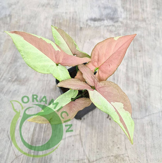 Syngonium Strawberry Milk Variegated Tropical Plants ORAMICIN