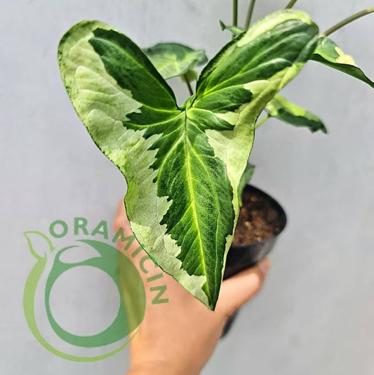 Syngonium Three King Variegated Tropical Plants ORAMICIN