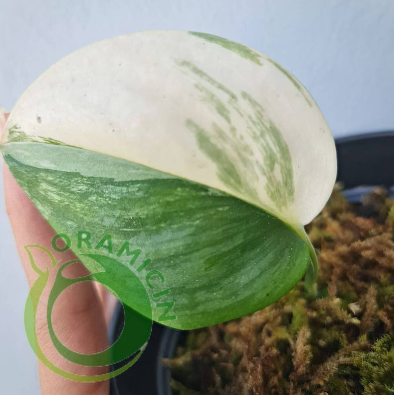 Scindapsus Rubicon Variegated Tropical Plants ORAMICIN (1 Leaf)