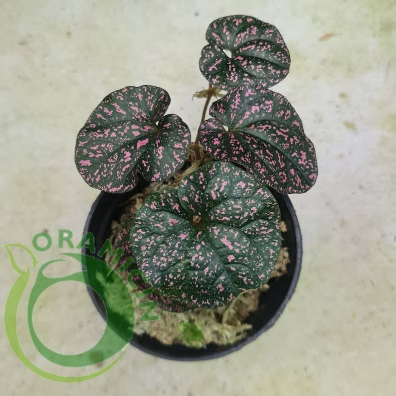 Pipper SP Papua Black Pink Tropical Plants ORAMICIN