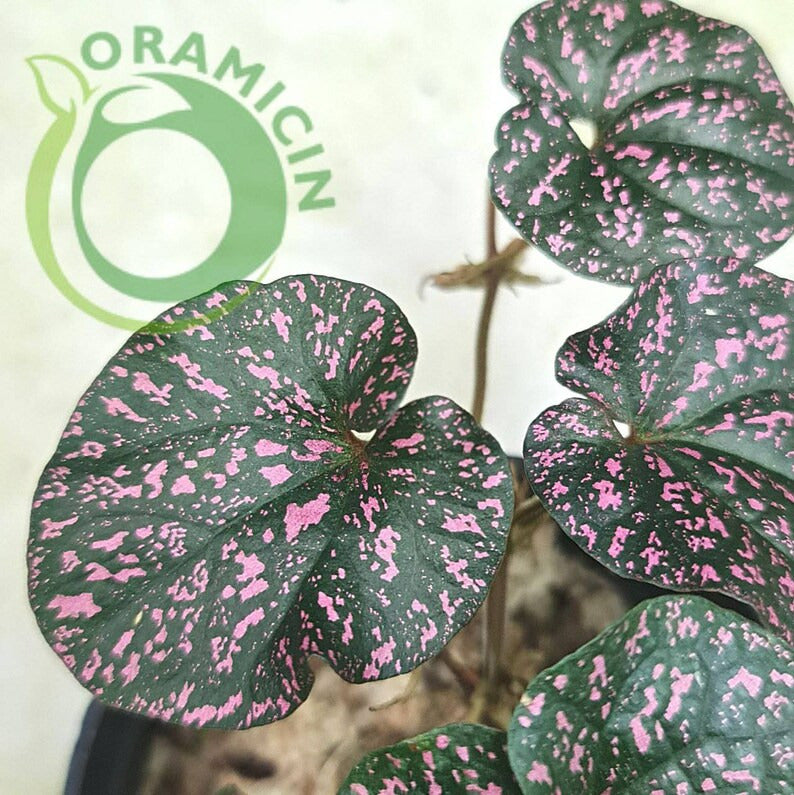 Pipper SP Papua Black Pink Tropical Plants ORAMICIN