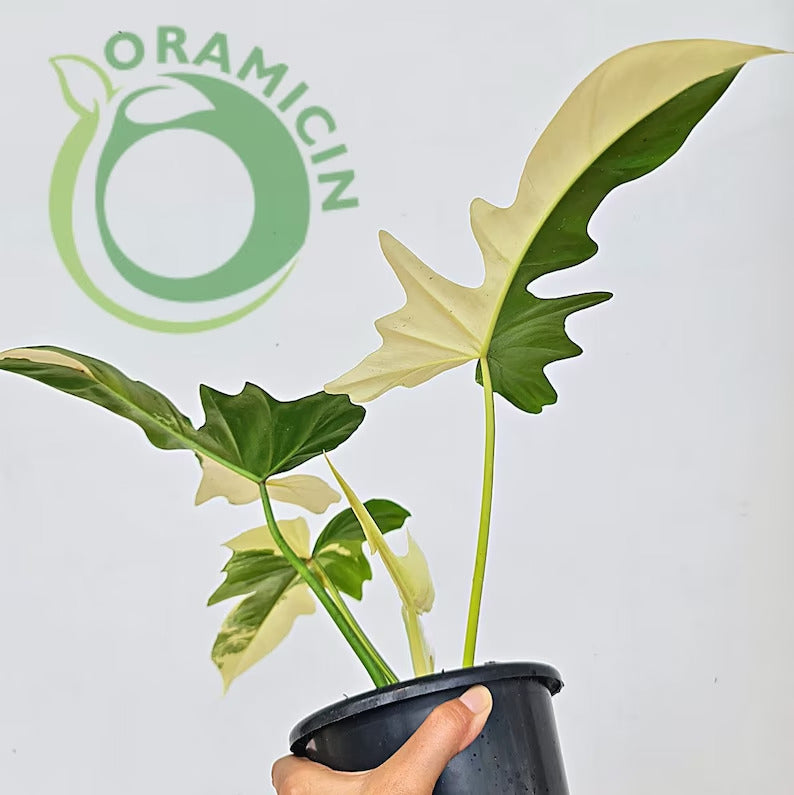 Philodendron Dragon Variegated Tropical Plants ORAMICIN