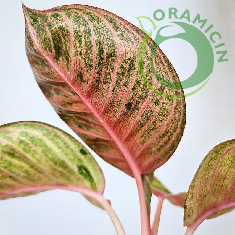 Aglaonema Hughes Tropical Plants ORAMICIN