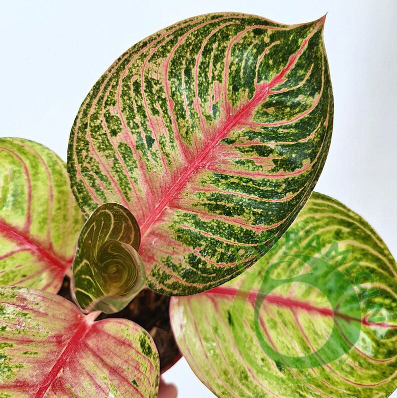 Aglaonema Hughes Tropical Plants ORAMICIN