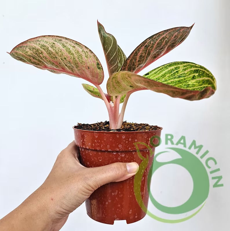 Aglaonema Hughes Tropical Plants ORAMICIN