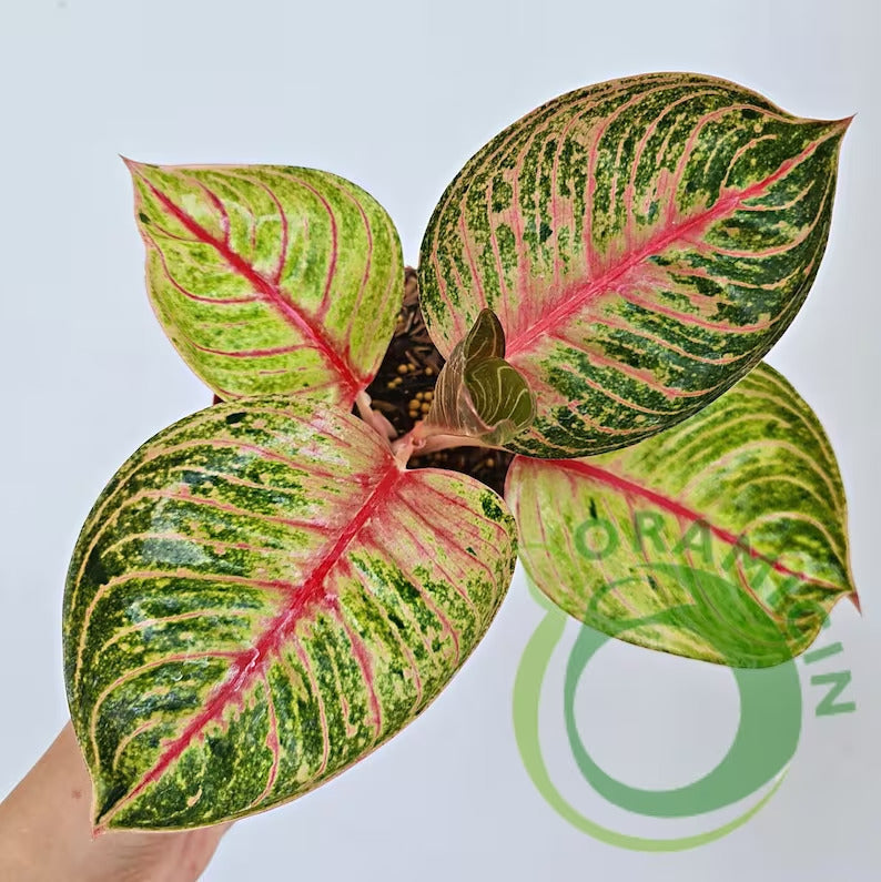 Aglaonema Hughes Tropical Plants ORAMICIN